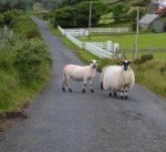 Typical Sheep Confrontation