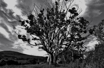 Tree On Family Farm, Kilcar Co. Donegal